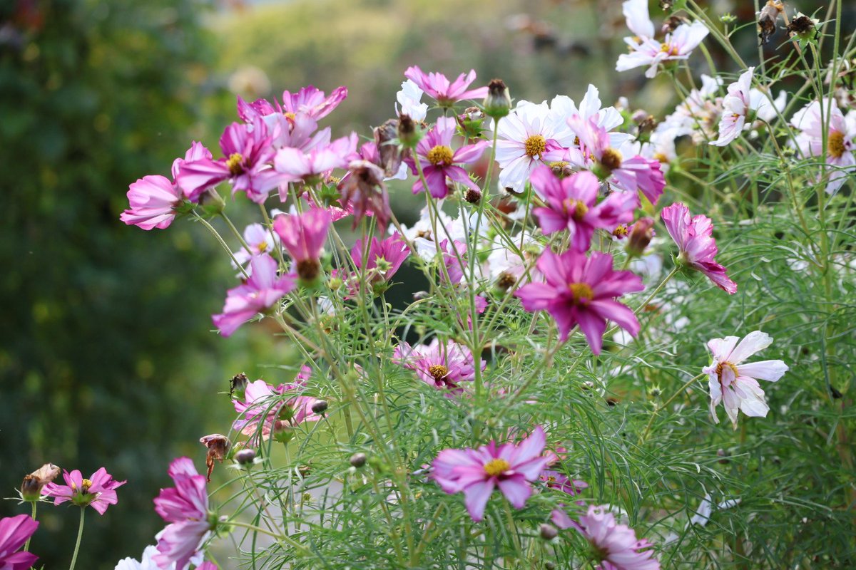 はる日和🌸 (@haruhiyori48) / Posts / X