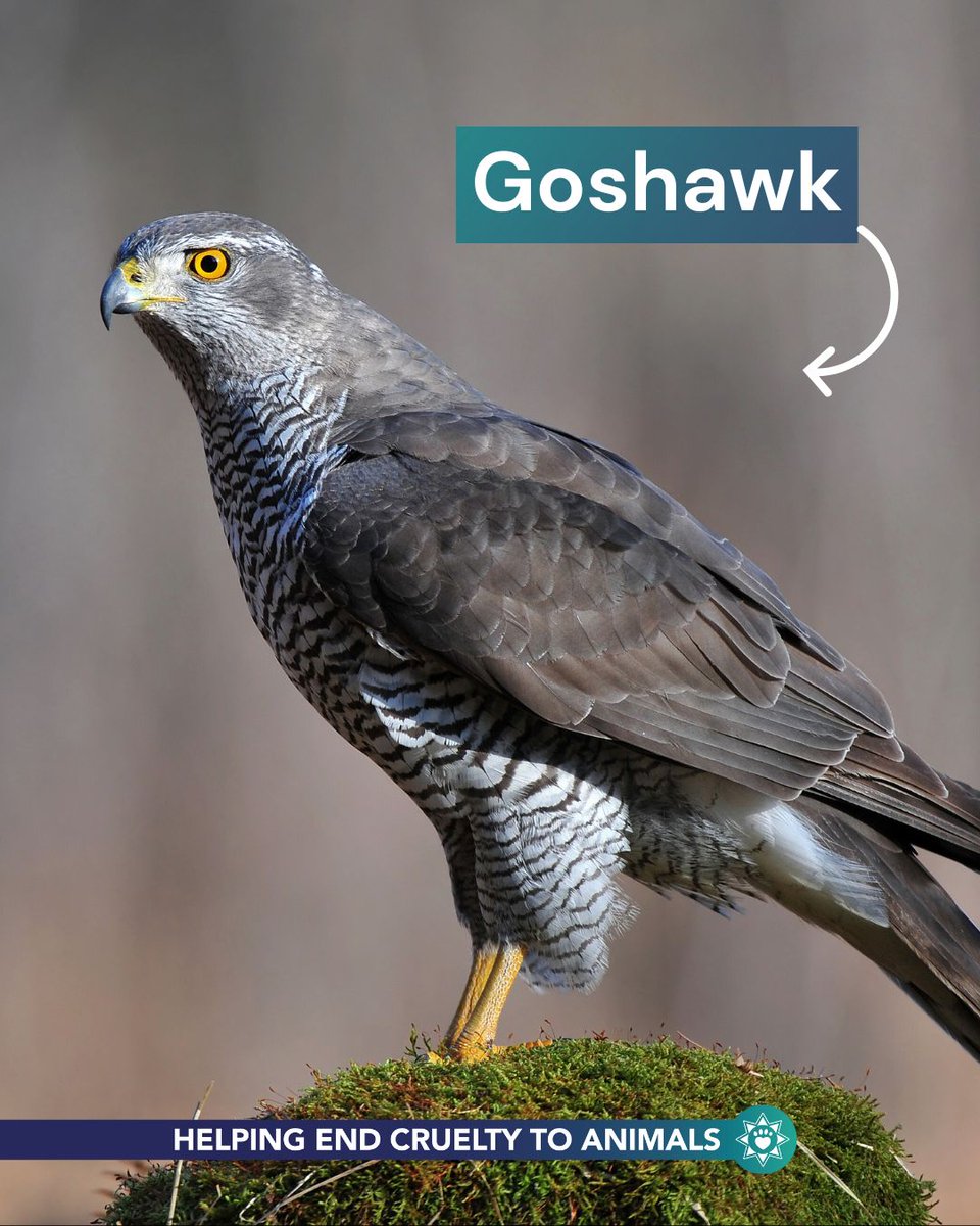 Beautiful, protected birds like the buzzard, goshawk, red kite and hen harrier are being cruelly and illegally persecuted – often by those managing land for shooting.

If you see anything suspicious, report it to our #AnimalCrimewatch team league.org.uk/crimewatch.

#EndShooting