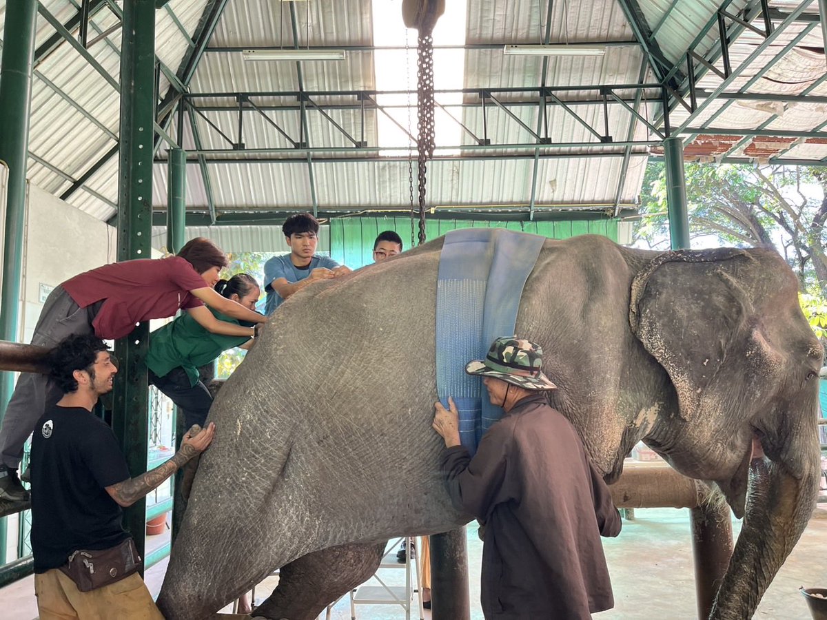 อาจารย์หมอกุ๊บ คุณหมอแพรว และผู้ช่วย ฝังเข็มให้พังทองหมัดเป็นครั้งที่ 2 จะฝังเข็มต่อไปอาทิตย์ละครั้ง อีก 4 ครั้งค่ะ

#Acupuncture on ThongMud <a href="/FAEeleHosp/">FAEelephantHosp</a>

#มูลนิธิเพื่อนช้าง
#โรงพยาบาลช้าง
#โรงพยาบาลช้างแห่งแรกของโลก
#โรงคลอดช้างฯ
#โรงงานขาเทียมช้าง
#FAEeleHosp
#สัตวแพทย์สัญจร