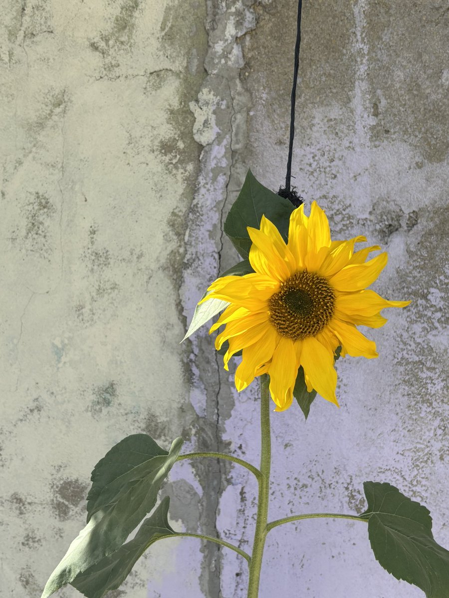 GM ☺️🌻❤️

#gm #GoodMorning #GOODDAY