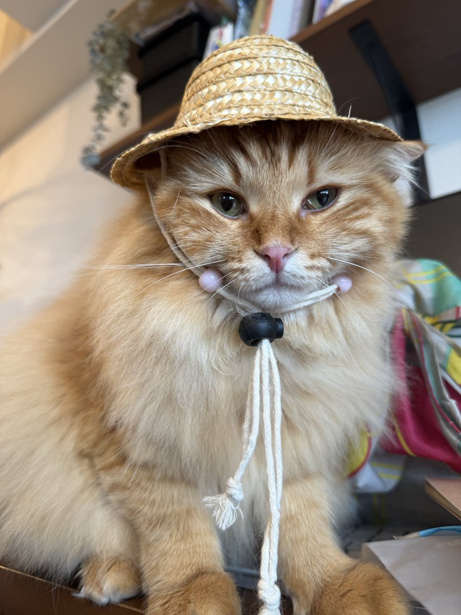 Posts with replies by LuMiCo🐾 (@strishlove1000) / X