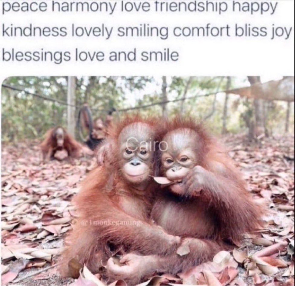 choerry solo will be a healing from the newjeans news..