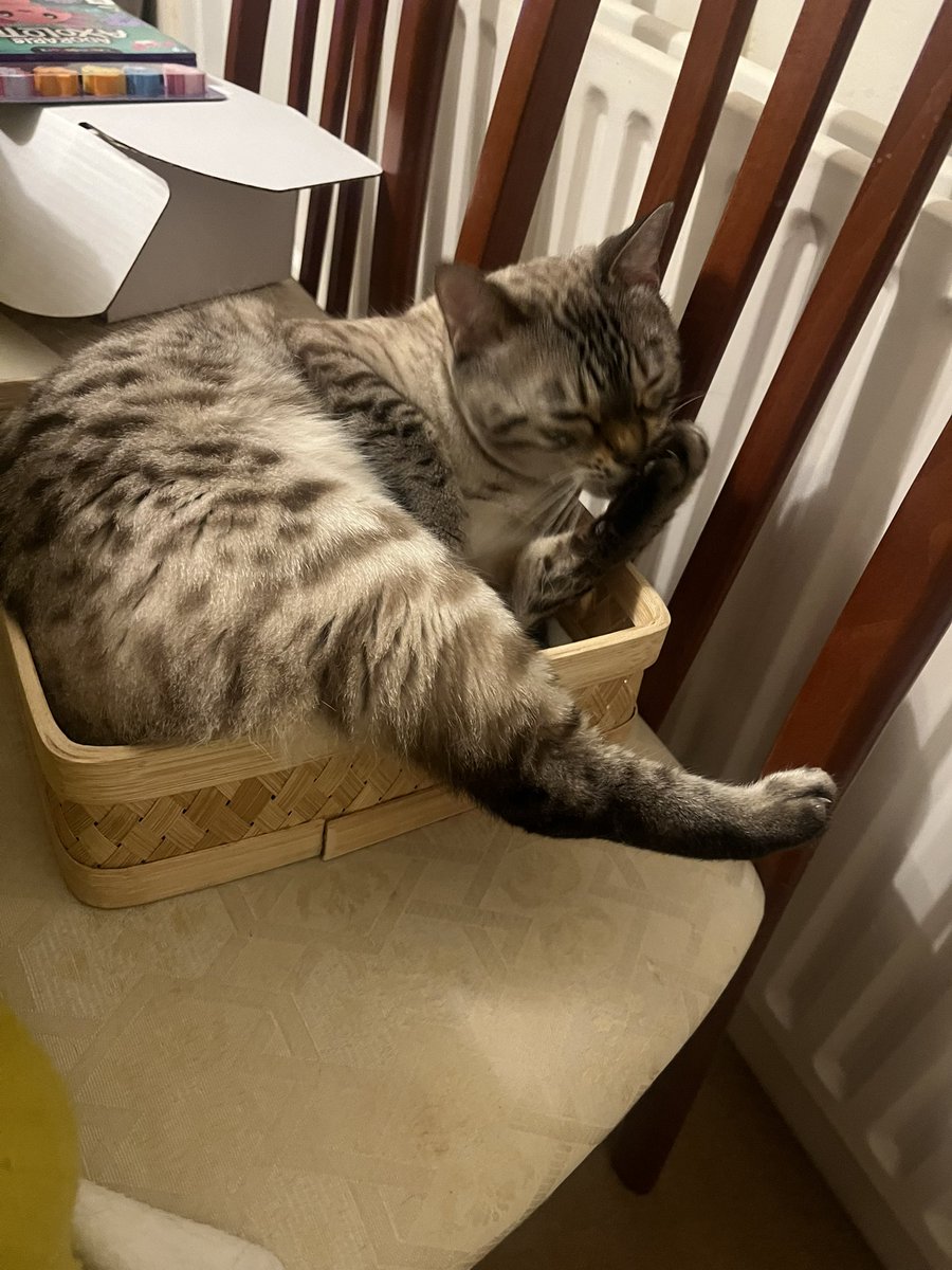 stripeyspotty's tweet photo. #TBThursday I miss my basket at the #Spa already. #KALOC #TeamBengal https://t.co/3jD2zQ6uX0