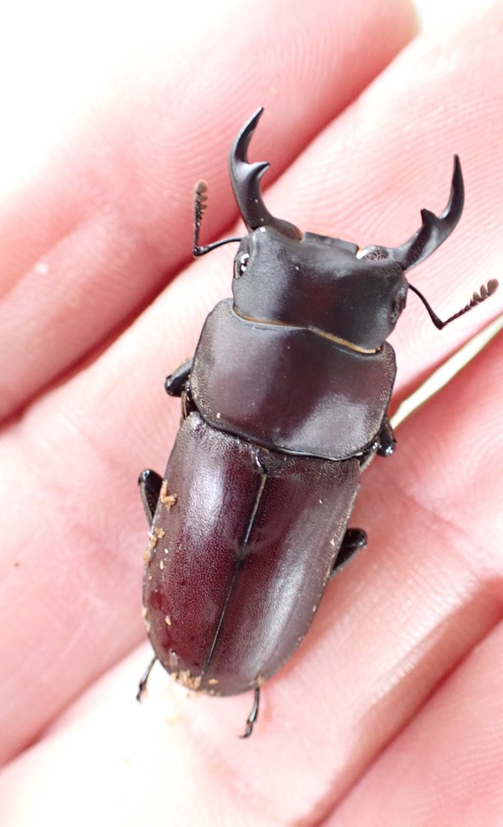 道楽　クマゼミ クマゼミ(オス)のぬいぐるみ | iichi 日々の暮らしを心地よく