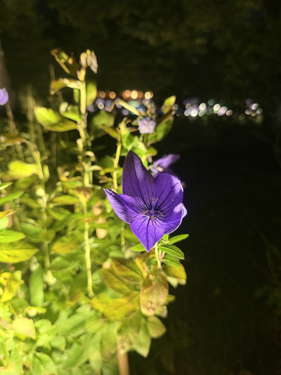 さと様 1/18 日産 フェアレディZ （S30） 「湾岸ミッドナイト」 悪魔のZ