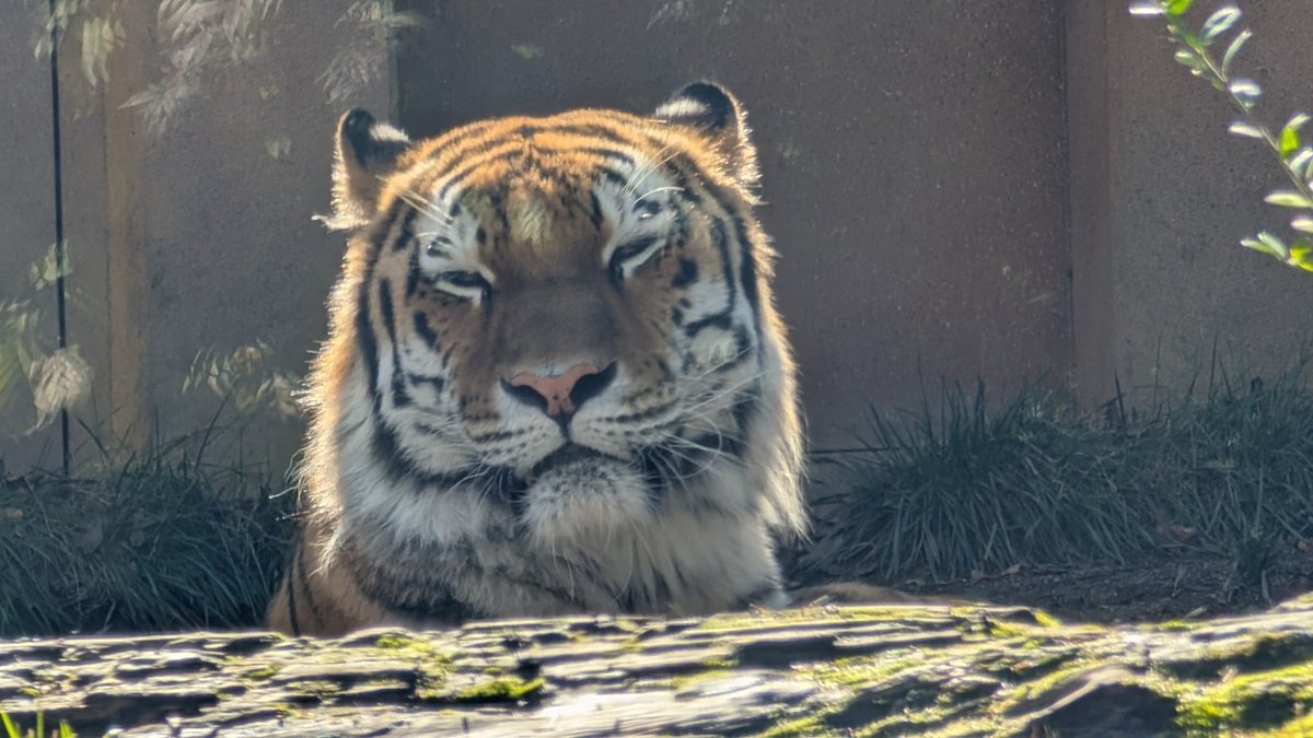 ぼーっとのすけ (@lRodeFdsXGMgJPi) / Posts / X