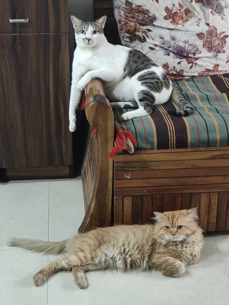 Nileshjs's tweet image. Sonu and Leo