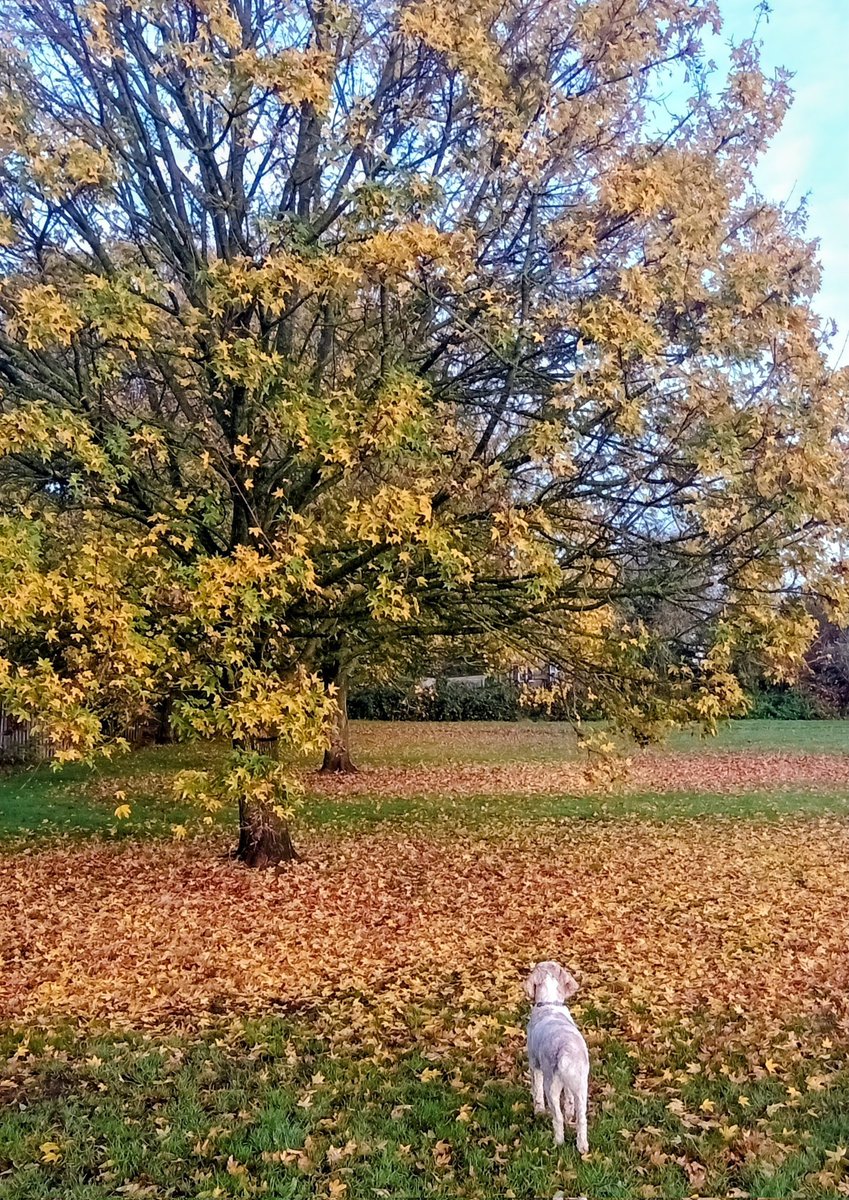 This morning's walk...🐾🍂