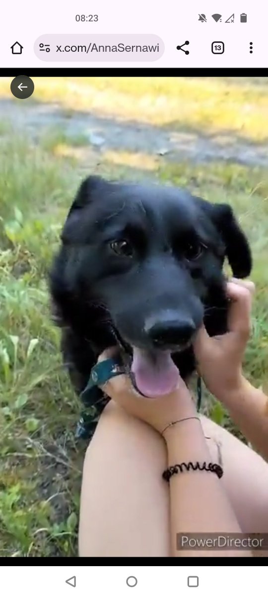 TOBI❤️błagamy o dom dla TOBIEGO❤️❤️❤️❤️❤️🆘🙏👇👇👇👇