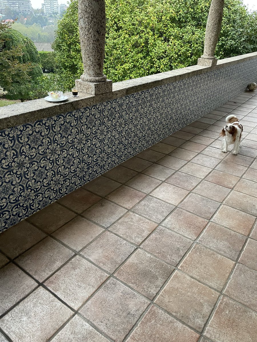 MiguelC40130919's tweet image. Aquele revirar de olhos matinal…
Façam todos um bom dia ☕️🐶
#quasesexta