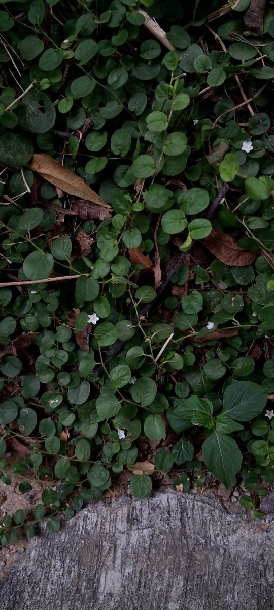 dildarakhtdilli's tweet image. फूल हँसेंगे और गिर पड़ेंगे..