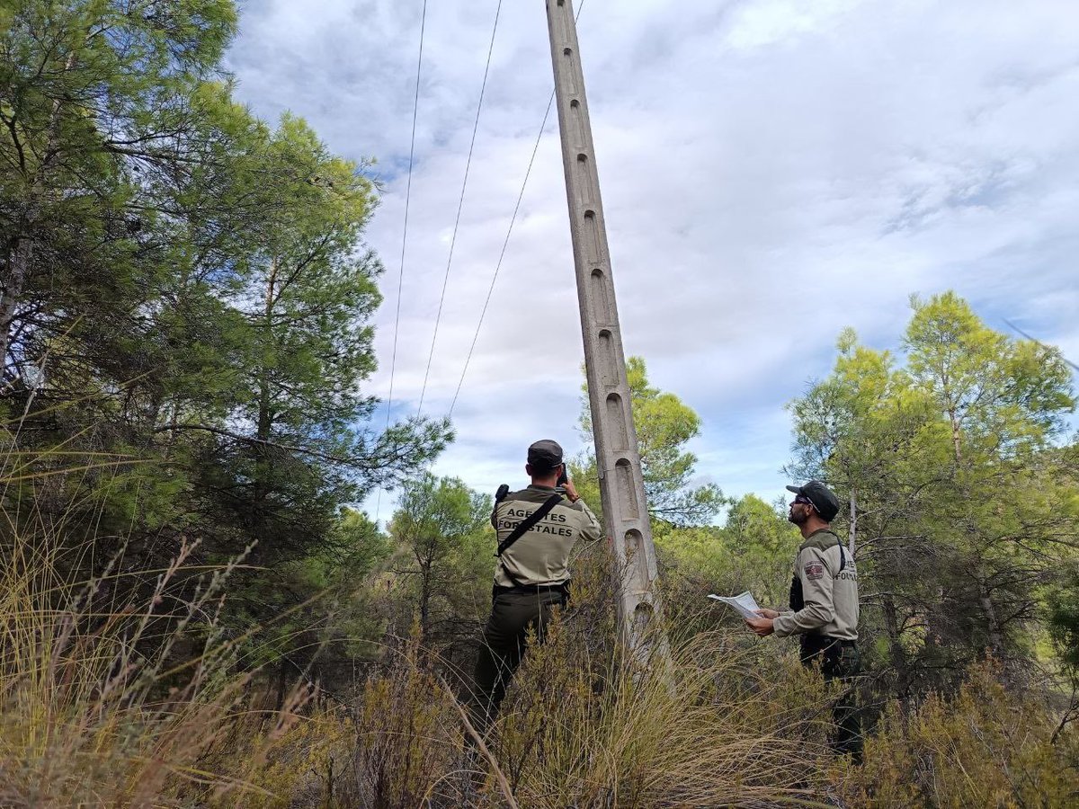 🔎 La vigilancia de los
#AgentesForestalesCM en el campo, es esencial.

🌳 Los árboles cercanos a los tendidos eléctricos pueden generar riesgo.

📝 Si hay peligro, se elaboran informes a las compañías eléctricas para que actúen y se eviten incendios forestales.

#ASEM112