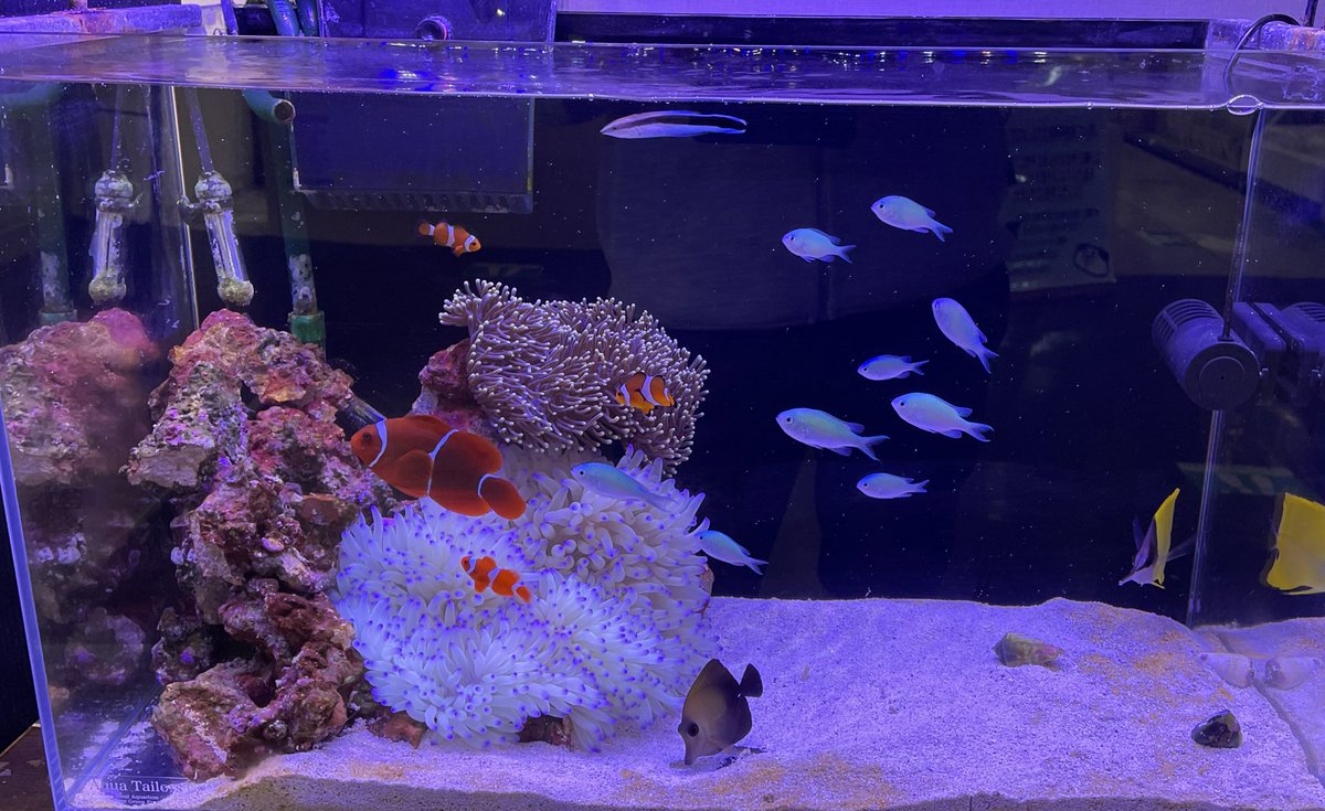 魚魚 かいちょ～ on X