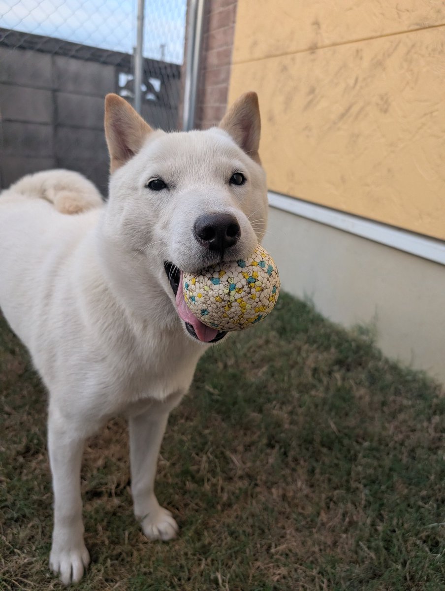 みっちゃんページ 北海道犬 みっちゃん on X