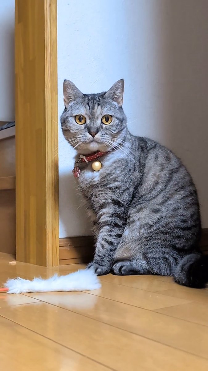 猫さん ねこさん⚡(ΦωΦ) on X