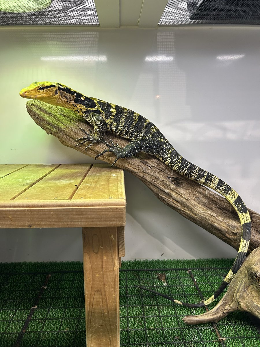 ⚜️かずのこ⚜️ tweet media