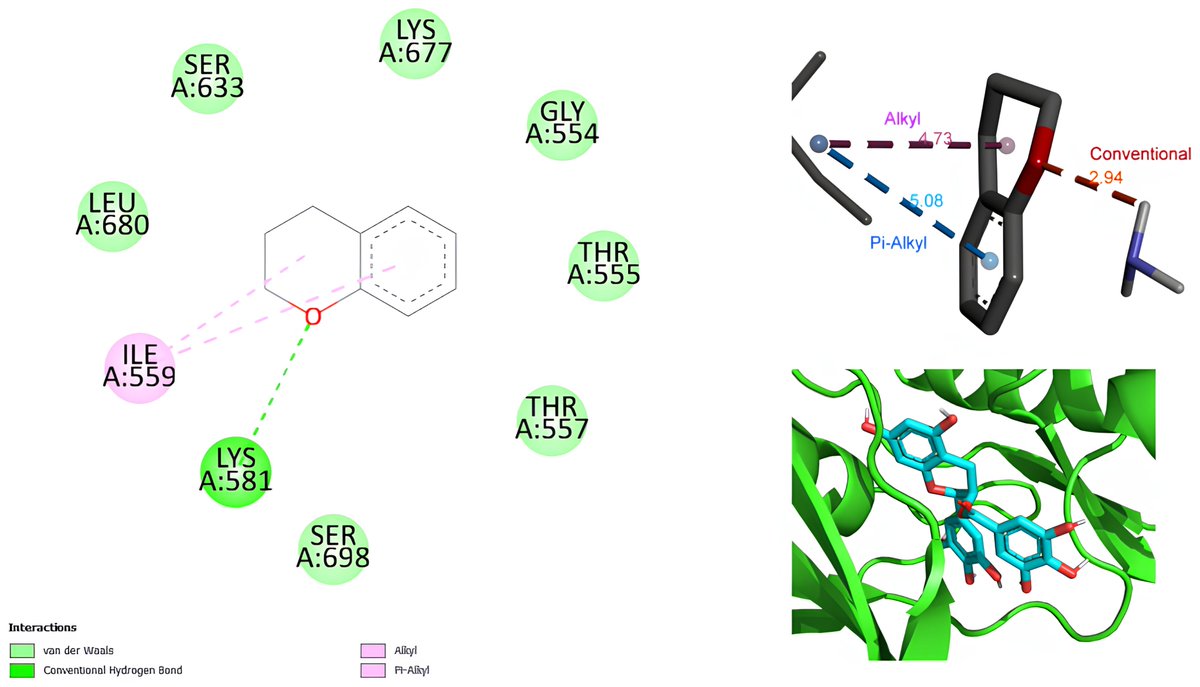 IJTM_MDPI's tweet image. 🍵Green tea #polyphenol EGCG shows strong potential as a targeted inhibitor of the JAK2V617F mutation, linked to myeloproliferative neoplasms and acute myeloid #leukemia.
🔬 EGCG outperformed AT9283 in binding affinity, ❓Novel therapeutic pathway
👉doi.org/10.3390/ijtm50…