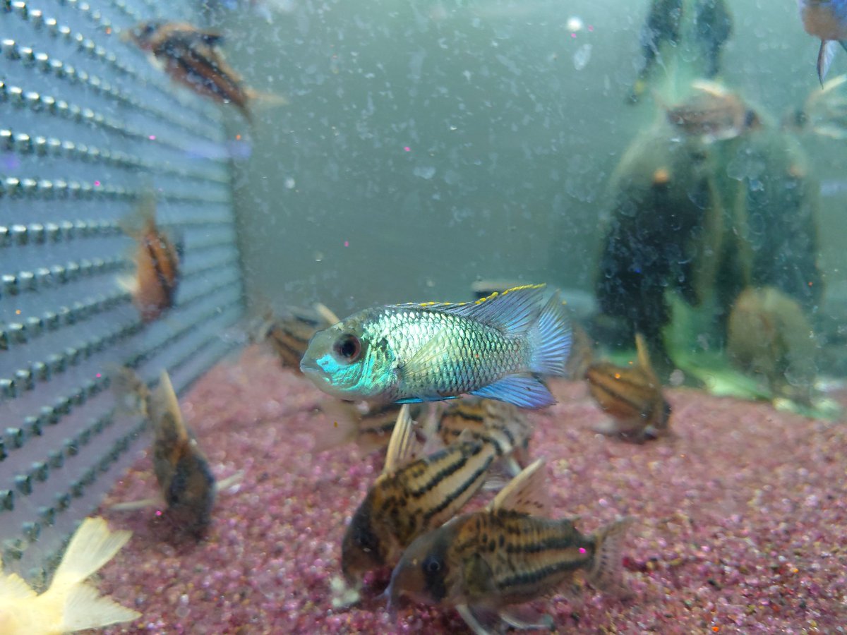 かわはら水草 鮮やかな赤色水草の茂みがあると、水景にメリハリがつきますね
