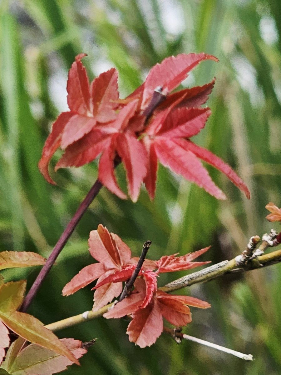 colors flow
by a mountain stream
sunning butterflies
#haiku