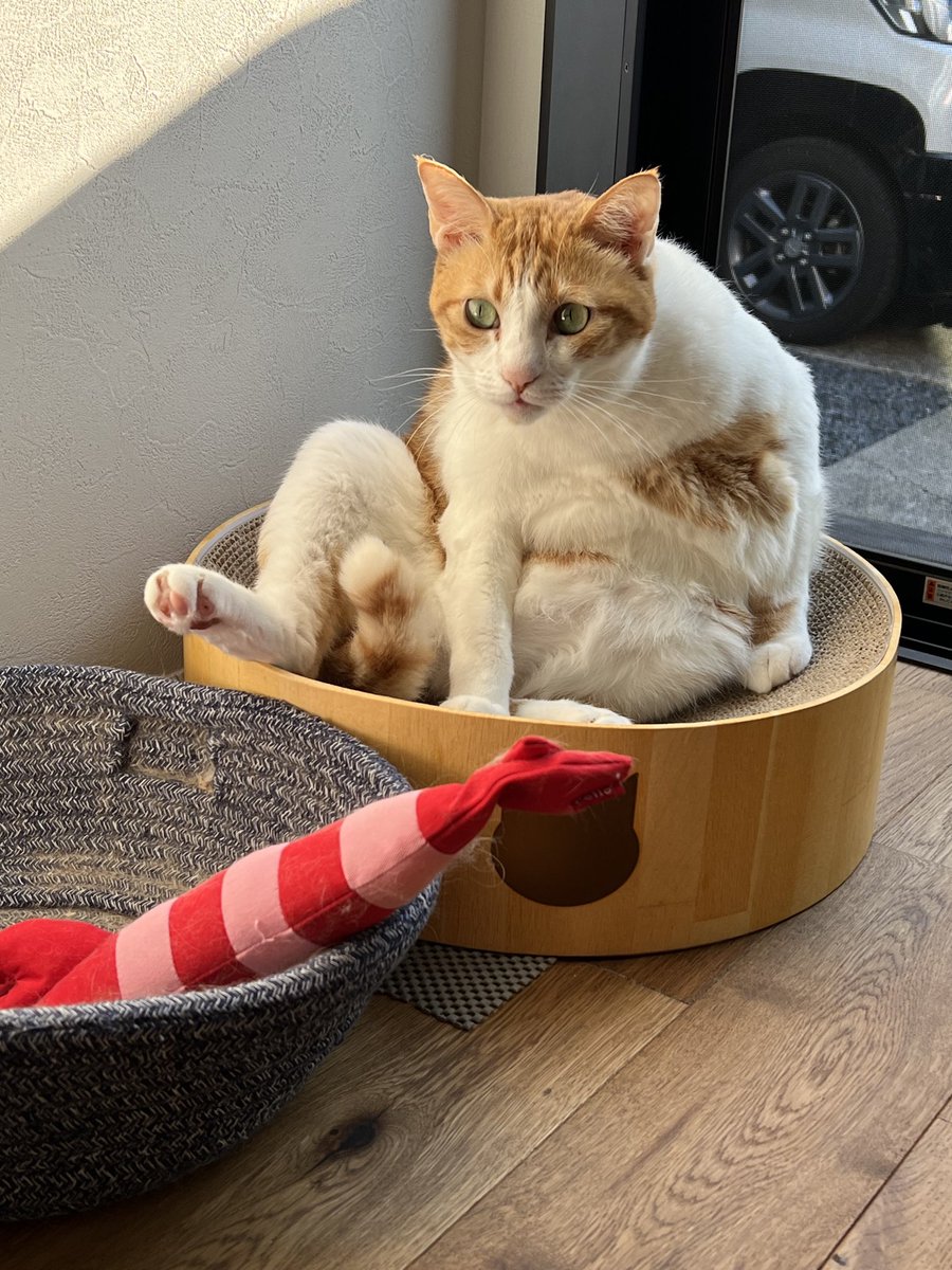 dugdagii 招き猫　cibone voild インドの招き猫 / cychedelic(サイケデリック) インテリア・生活