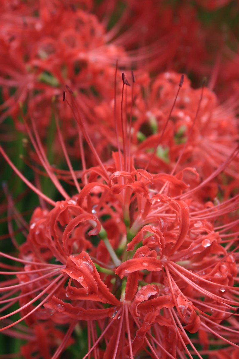 カズポットⅡ on X