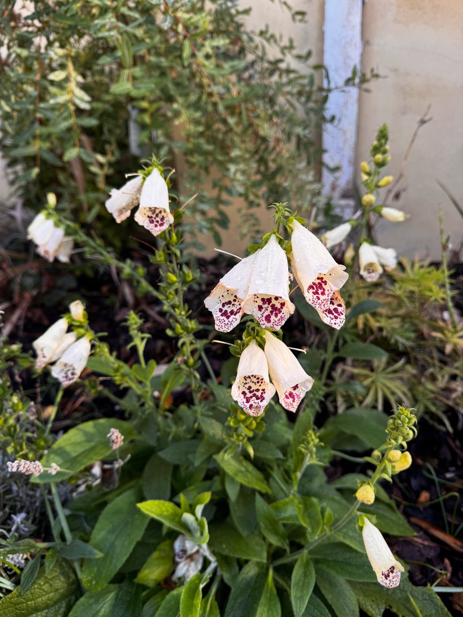 DH_Maintenance's tweet image. Almost #november &amp;amp; this #foxglove still looking lovely ❤️