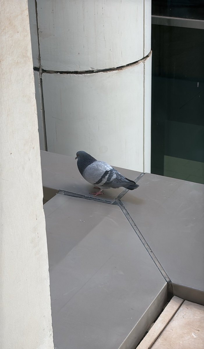 فـ tweet media