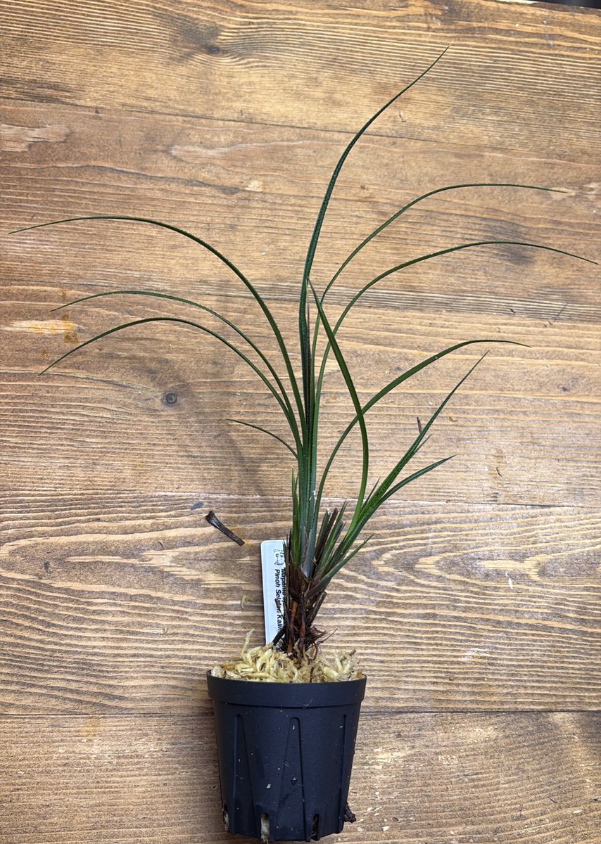 Plants Base on X: 