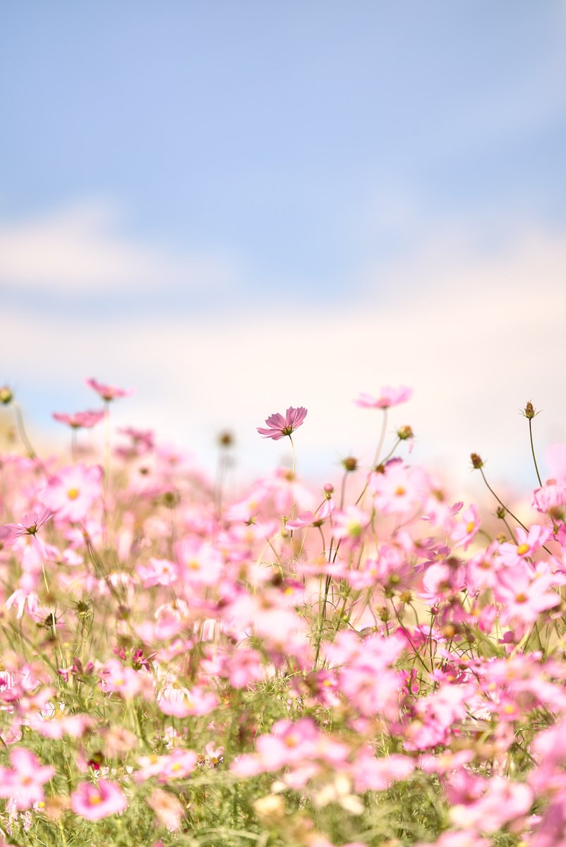 shintake_photo's tweet image. Peaceful Days