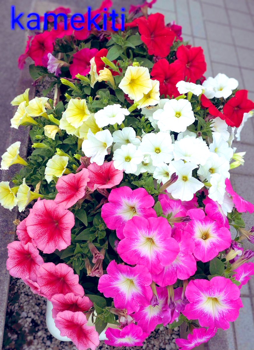 かめきち (@E9Ep7HchhwchZot) / Posts / X