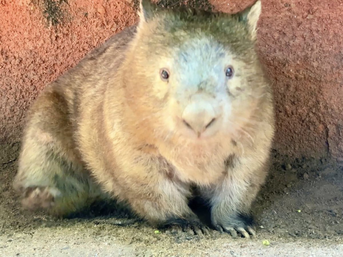 ป้าไอซ่า กลมดุ๊กดิ๊ก ขนฟูฟ่อง นุ่มนิ่มน่าฟัดสุดๆ🤣
#ป้าไอซ่า #วอมแบตตัวเดียวในไทย
#สวนสัตว์เปิดเขาเขียว #ชลบุรี