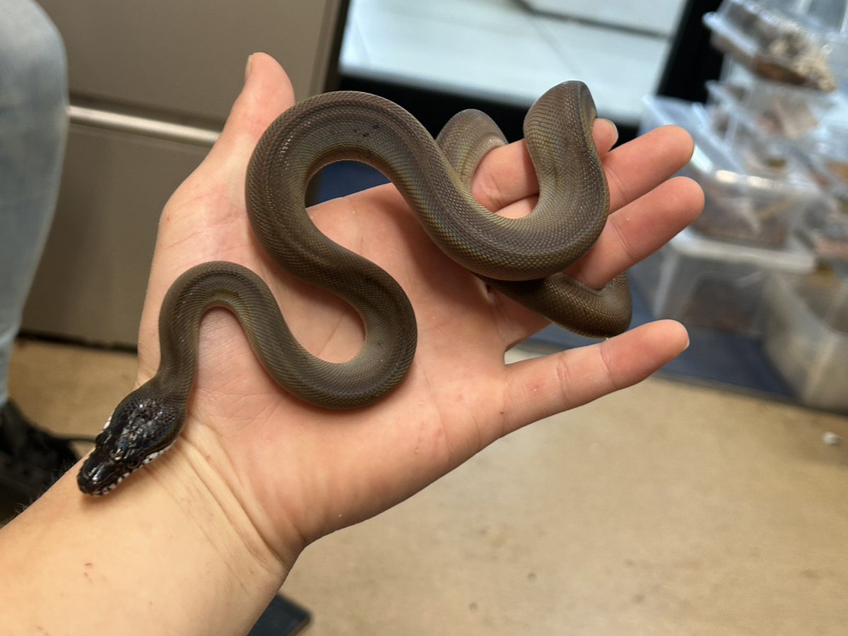 買取KING-staff on X