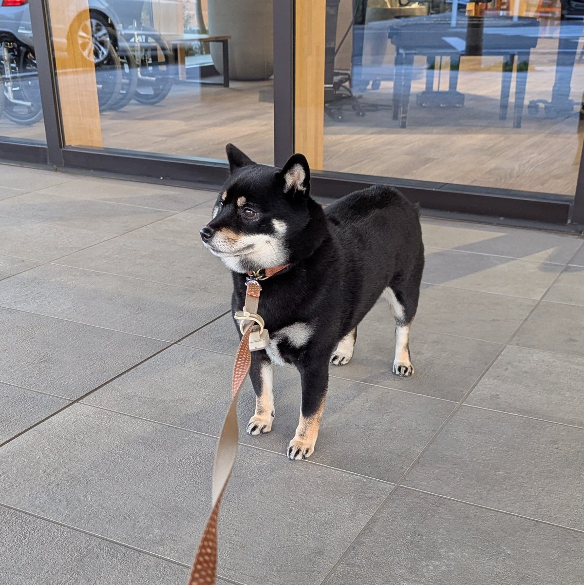 豆柴 734336 豆柴 - YouTube