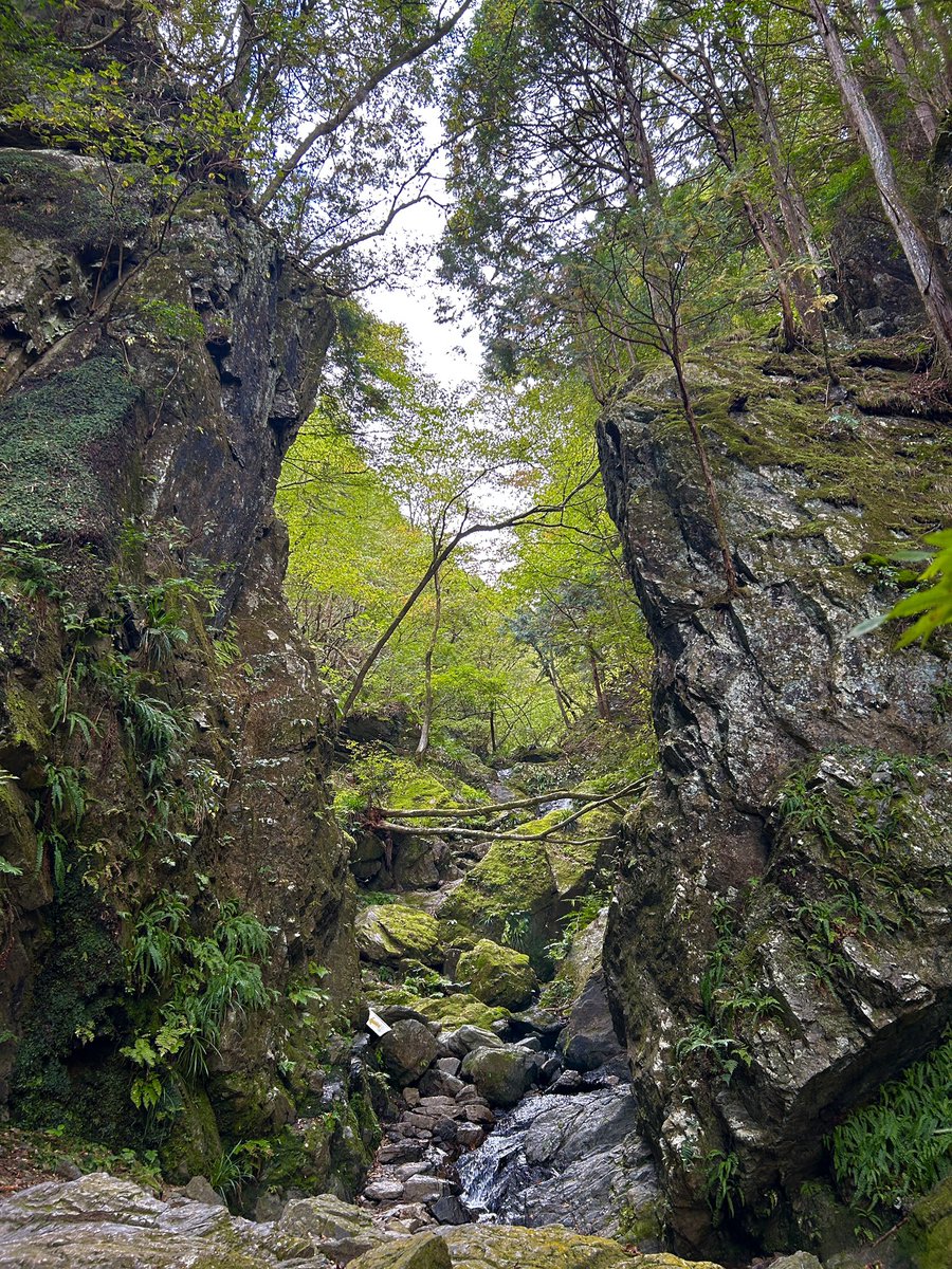 narikigreenline's tweet photo. チョウ久しぶりに山に行ってきた
棒ノ折山は３回目
めちゃ疲れた😓
山頂からの下りに初めてさわらびの湯方面に降りるコースを使ってみたが木の根や窪みで最悪のコースでした
#棒ノ峰
#棒ノ折 https://t.co/iGMVT1Vi3A