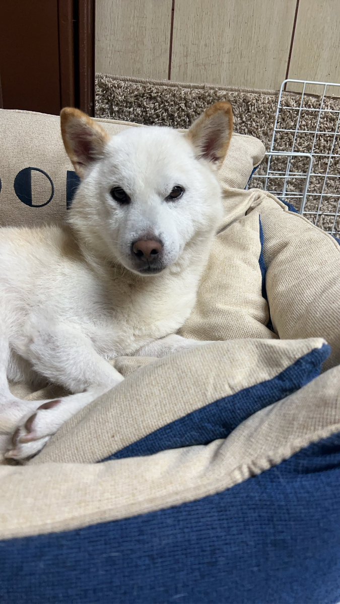 柴犬みかんQちゃん父ちゃん tweet media