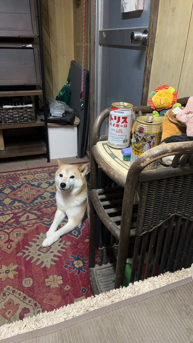 柴犬みかんQちゃん父ちゃん tweet media