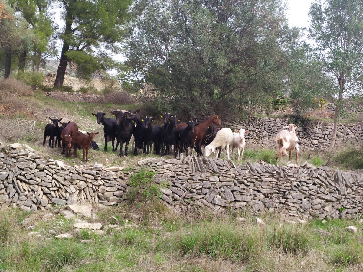 Vall de Laguar. La rabereta de Saoro.
