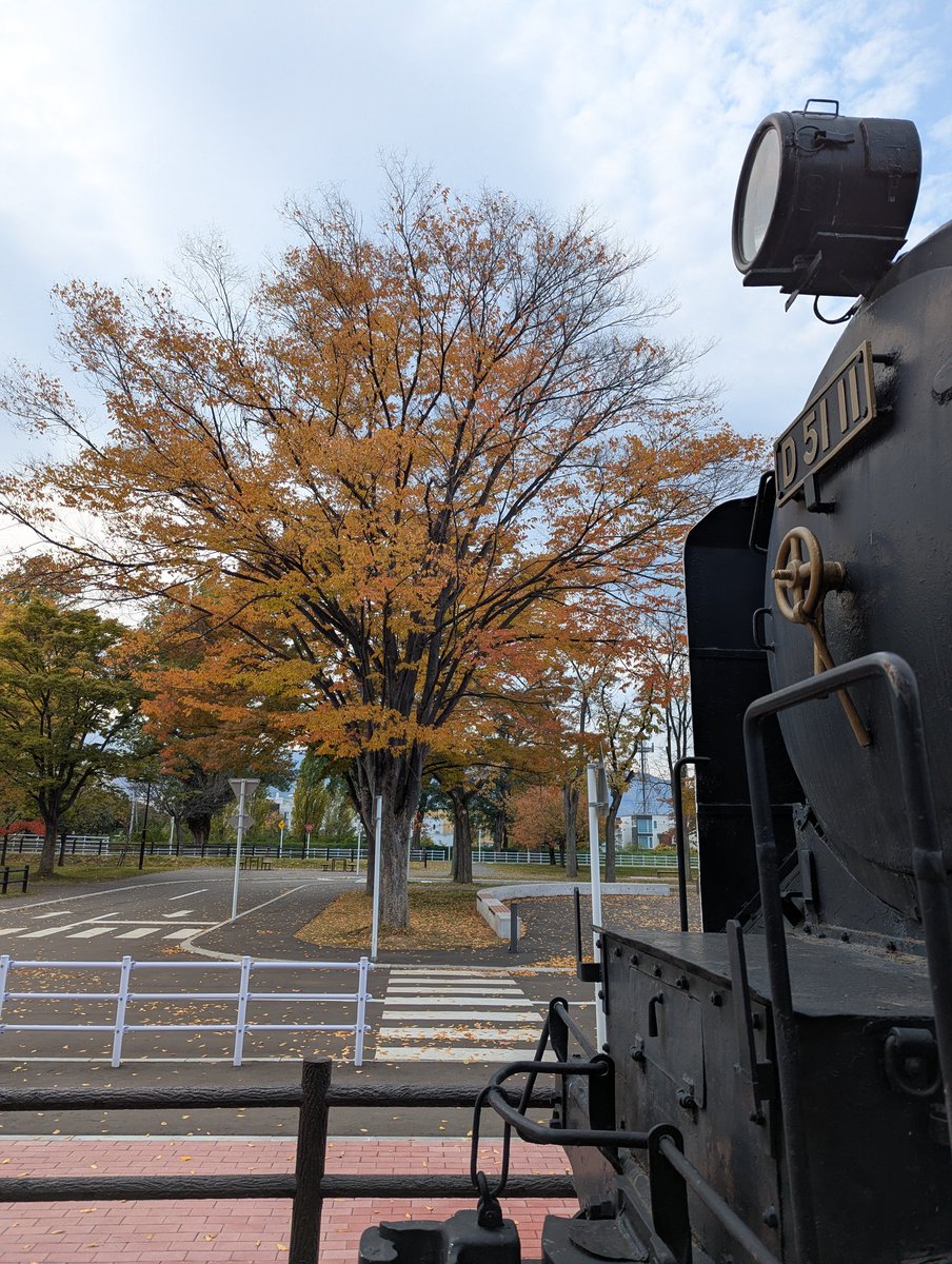 見事！ただ見事！根上がりイロハモミジ。 神代植物公園かえで園 2023 紅葉〈2〉様々な園芸品種モミジ 12月