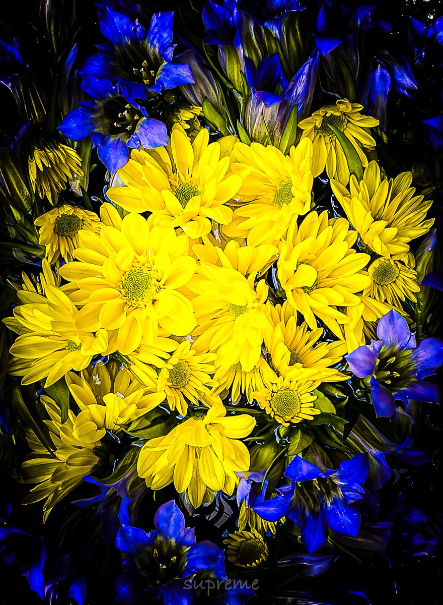 supremeさんの写真部屋 on X