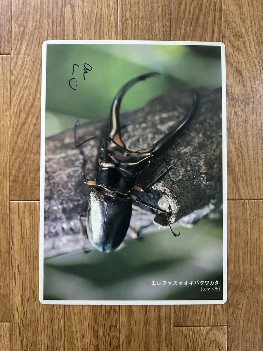 ぴょんページ　①メルエム Uni-Ball One Gel Ink 0.5mm Ballpen Limited Edition - Autumn