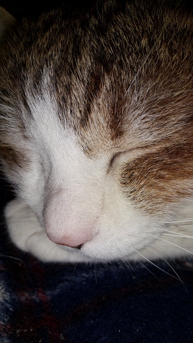 熊千代⁺²⁹⁷ on X