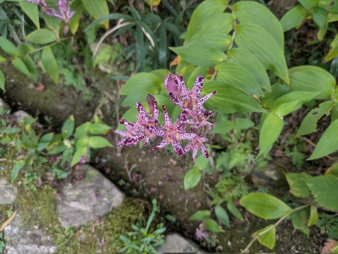 毘古とよもぎ 毘古とよもぎ Nanbokucho Tsurugi attributed to Yamato Koken