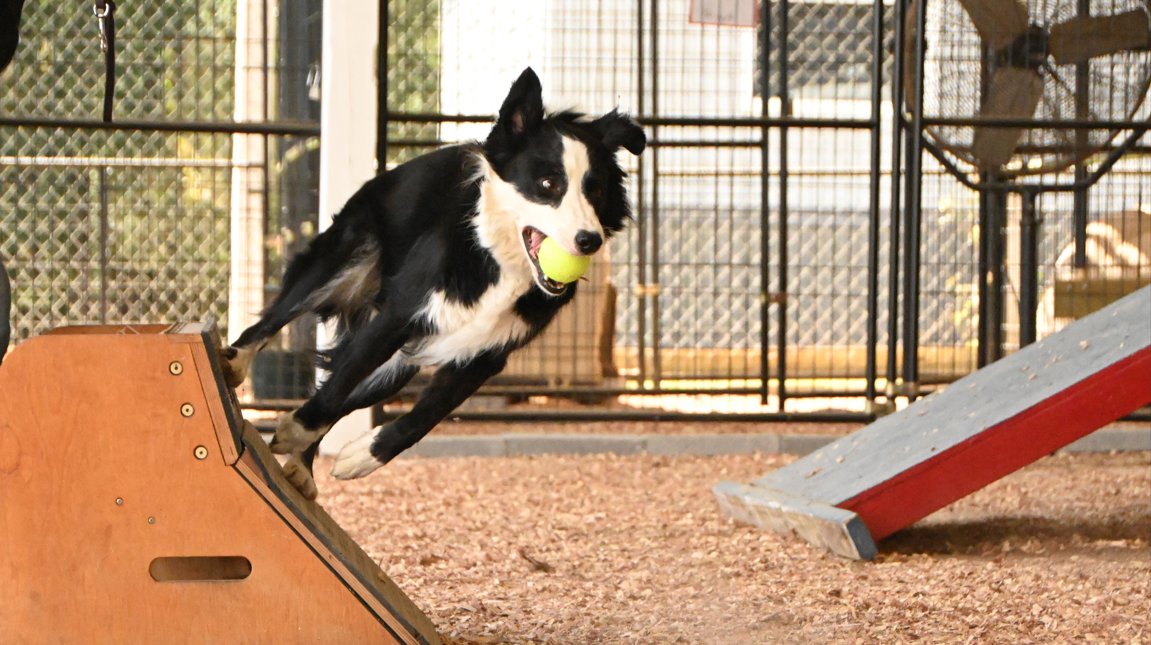 84DogsHelp's tweet image. Yes, service dogs can have fun too! 🐾
Hamish crushed it on the flyball course — so skilled, so joyful!
Great job Team Pam &amp;amp; Hamish! 💨🎉
#WorkingDogsForVets #FlyballFun #ServiceDogStrong #WDFVHQ