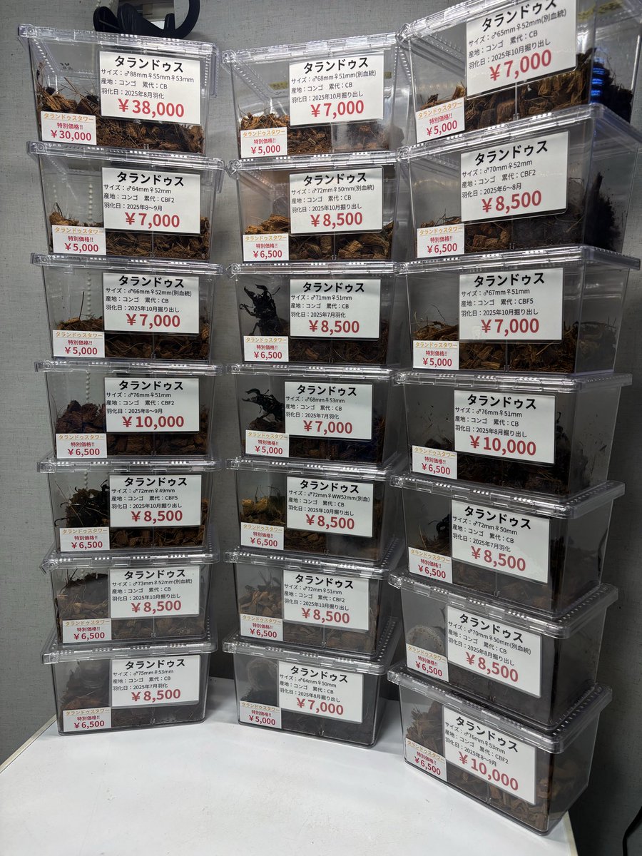 bug_forest's tweet image. 11月3日SBボートレース江戸川に出店させて頂きます🤩

今年最後のSBなので、今回もタランドゥスタワーを大放出‼️

📢販売価格¥5,000〜✨
今回もなんとか20ペア以上はご用意できました🫡