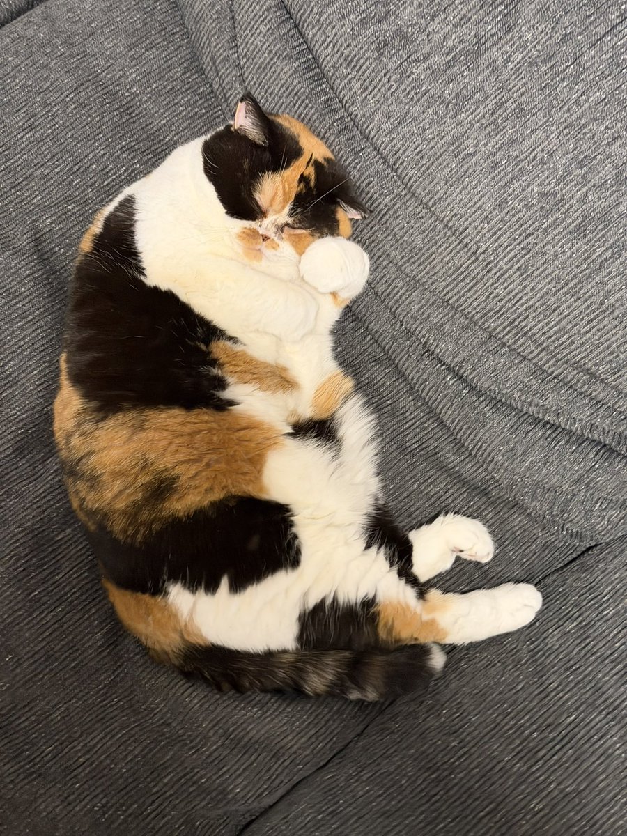 依洛 (@zoro3321) / Posts / X