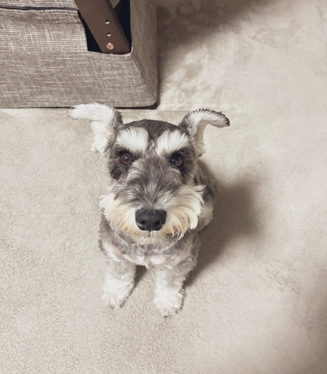 いっぬ たなか on X