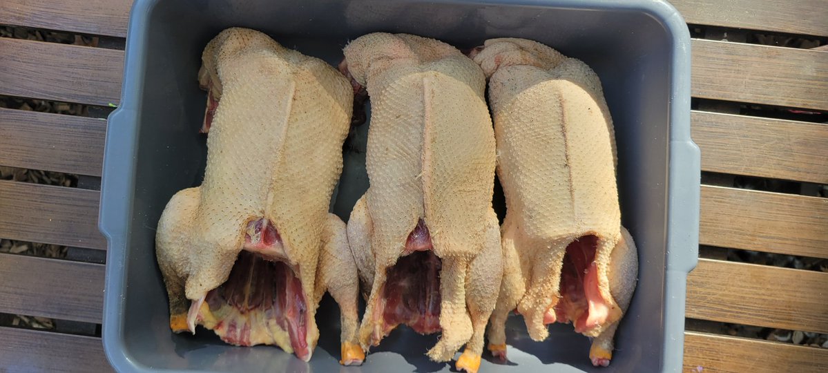 ReceptiveDesign's tweet image. Spent last week slaughtering ducks. 50lbs in the freezer.