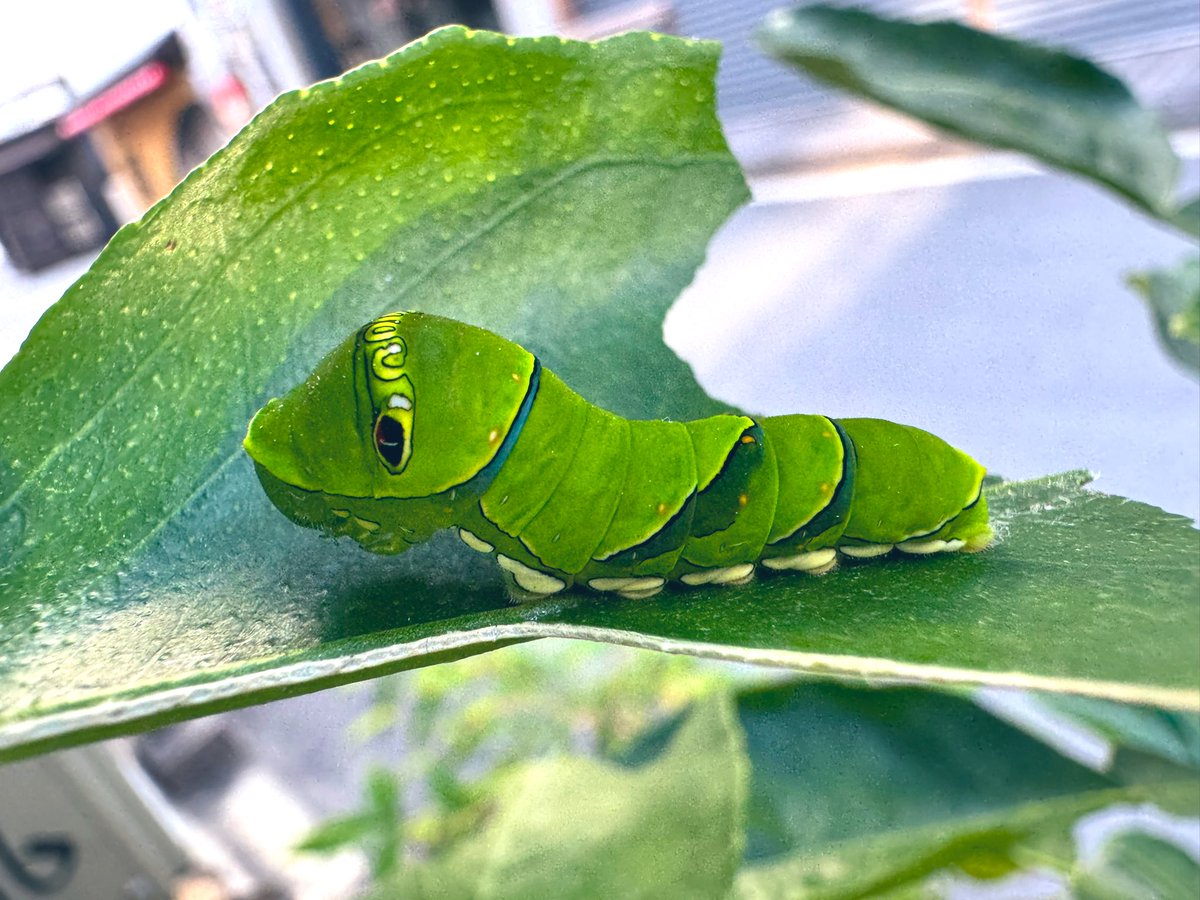 ぷち様 🌝pitschi03🌝 (@pitschi1128) / Posts / X