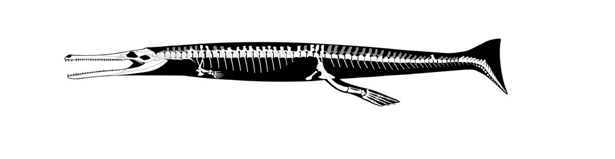 日本唯一！！メトリオリンクス（タラットスクス）の骨の絵。
いろんなの標本を混ぜてます。
論文が古くて大変でした。意外と頭がでかくて前ひれとしっぽが短い？。私の図は不正確な部分があると思うのでみんなも描いてみよう！₍₍⁽⁽🐊₎₎⁾⁾