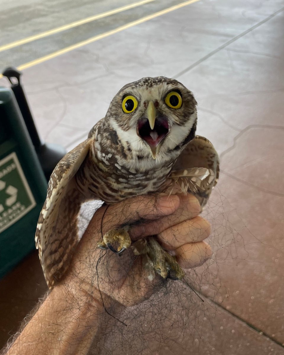 Meridian Bird Removal tweet media